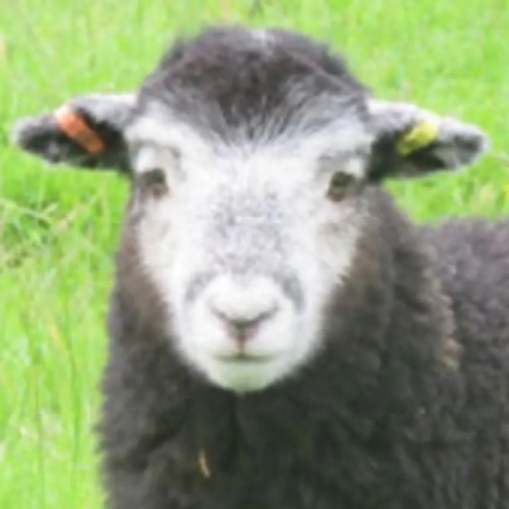 Profile picture of elfow___