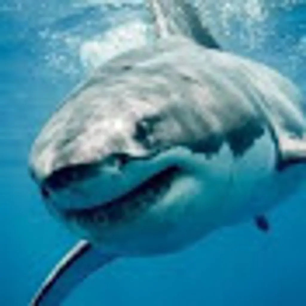 Profile picture of moonsharkmc